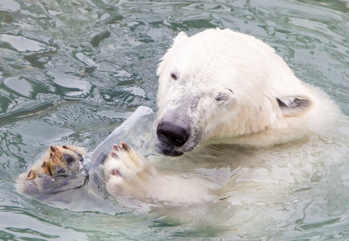 BAFFIN ISLAND LATEST: Polar bear saves ‘silly’ climate change denier from ‘wriggling’ berg of pallet&nbsp;wrap